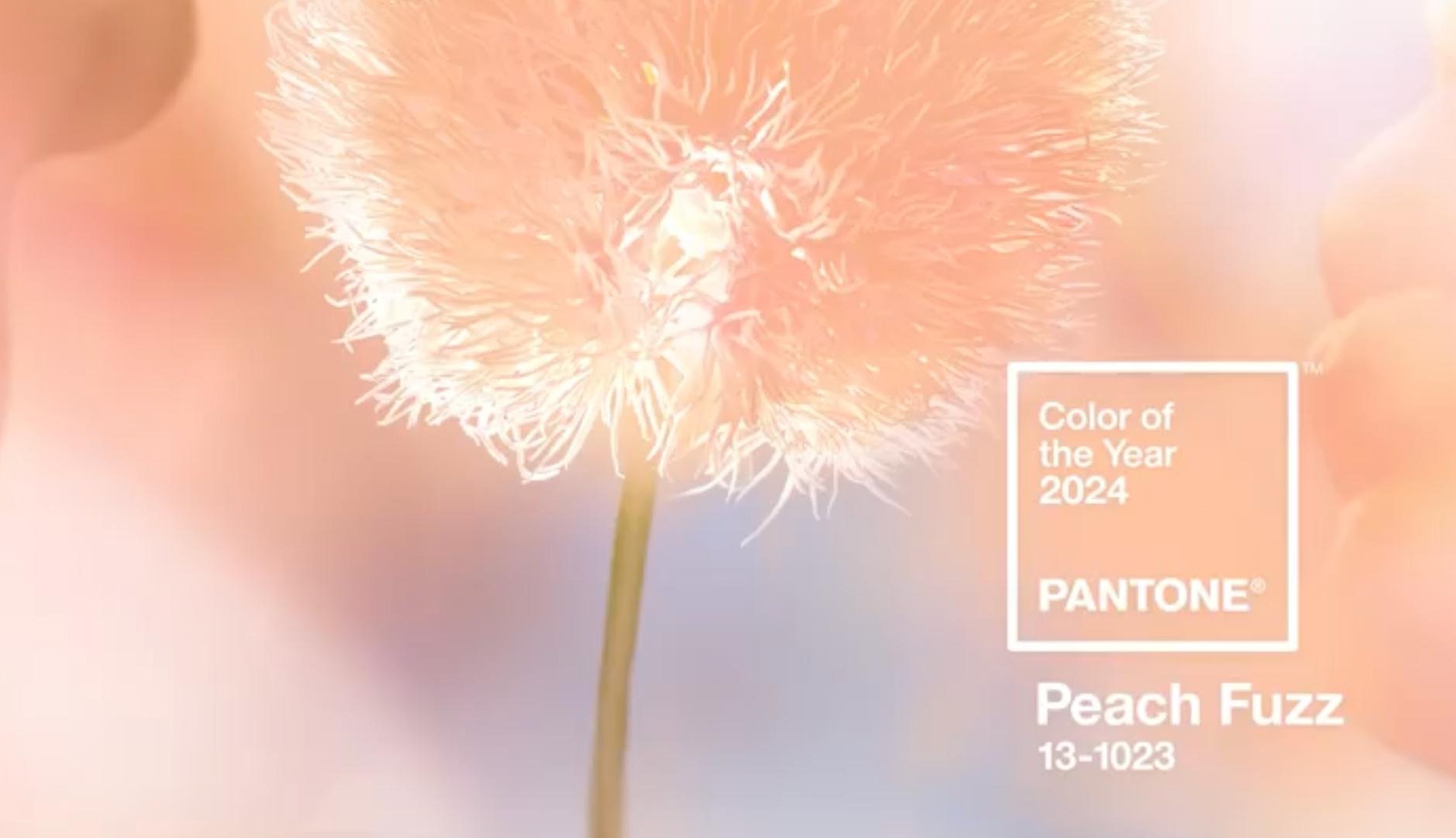 Peach Fuzz: color Pantone 2024