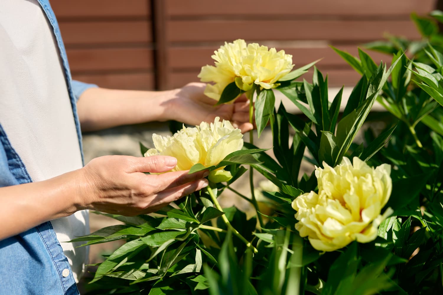 plantas para decorar la casa en primavera
