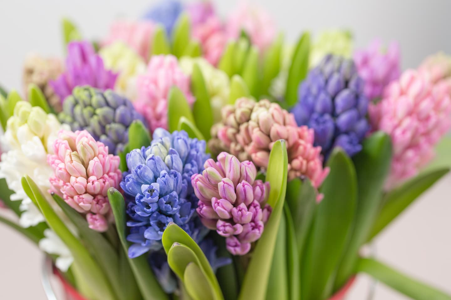 plantas para decorar la casa en primavera