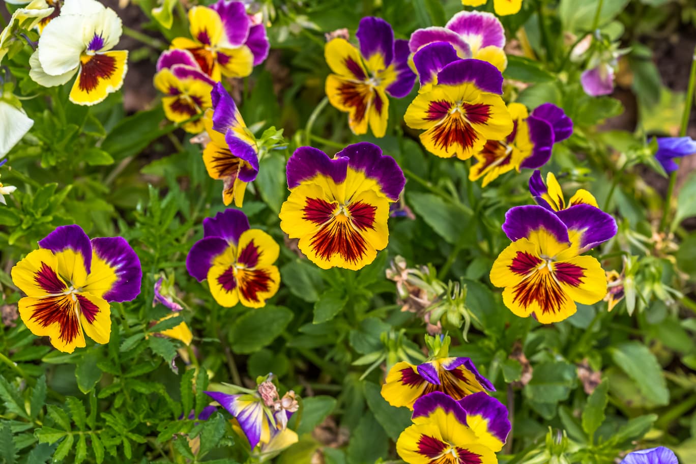 plantas para decorar la casa en primavera