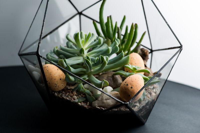 decoracion de interiores con plantas - invernadero